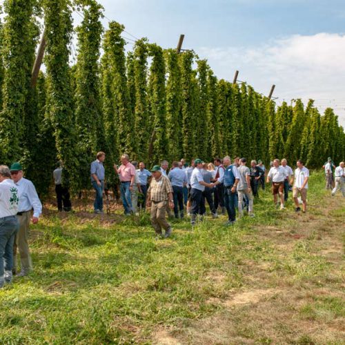 Niederlauterbacher Hopfentag
