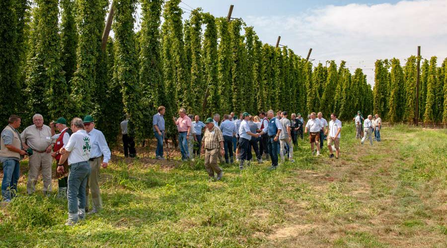 Niederlauterbacher Hopfentag